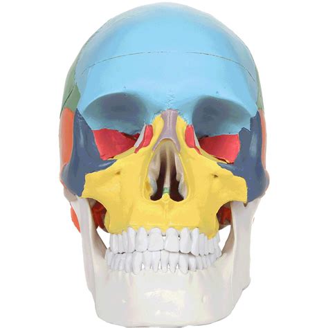 Axis Scientific 22 Part Human Skull Model, Life Size Osteopathic Replica Composed of 22 Individual Bones, Perfect for Anatomy Study, Display and Teaching, Includes Detailed Product Manual